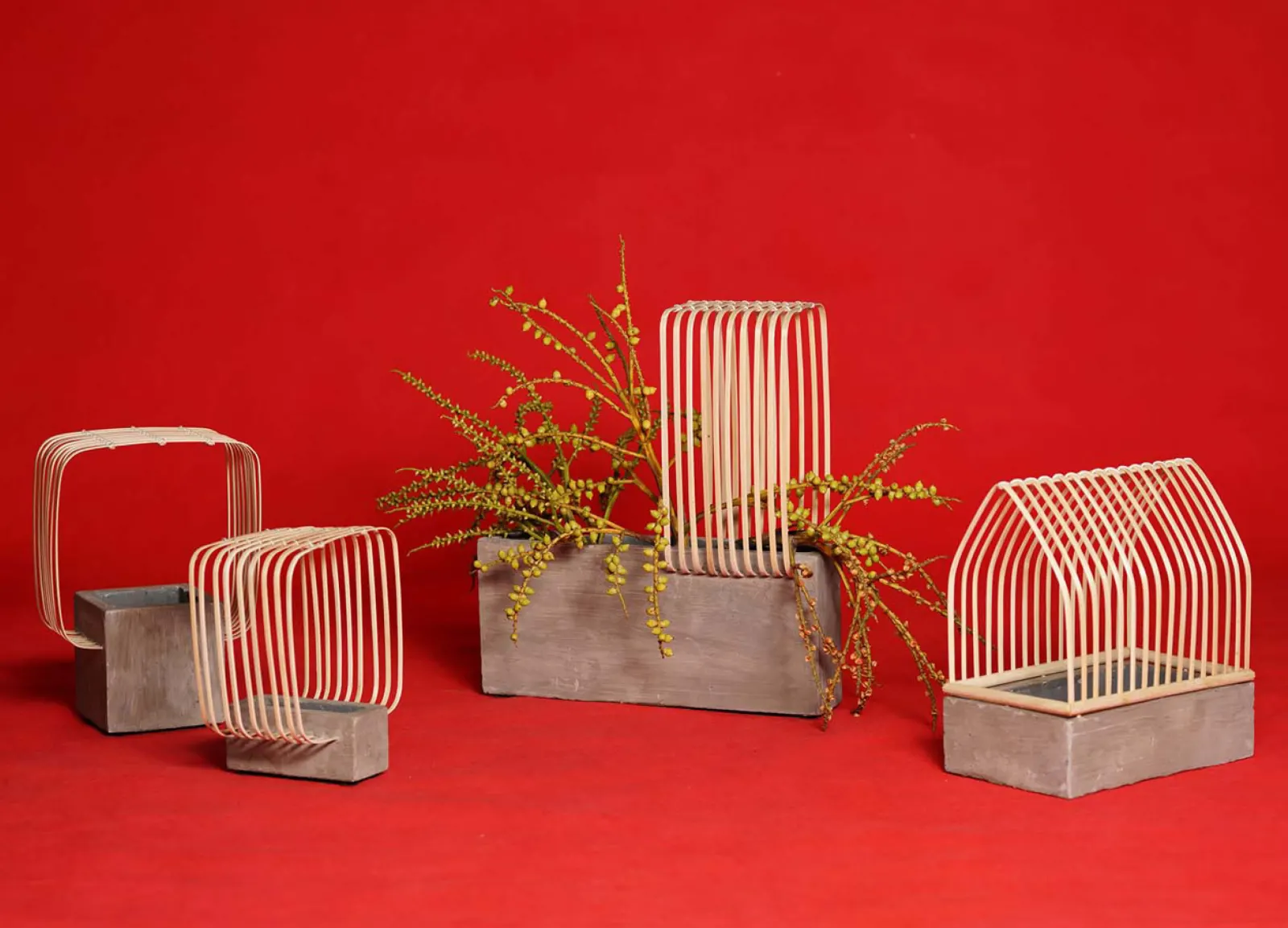 Exploring the Charms and Challenges of Bamboo