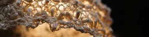 Abaca, The Strongest Natural Fiber