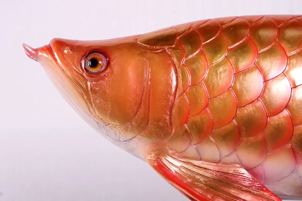 Arowana, image 6
