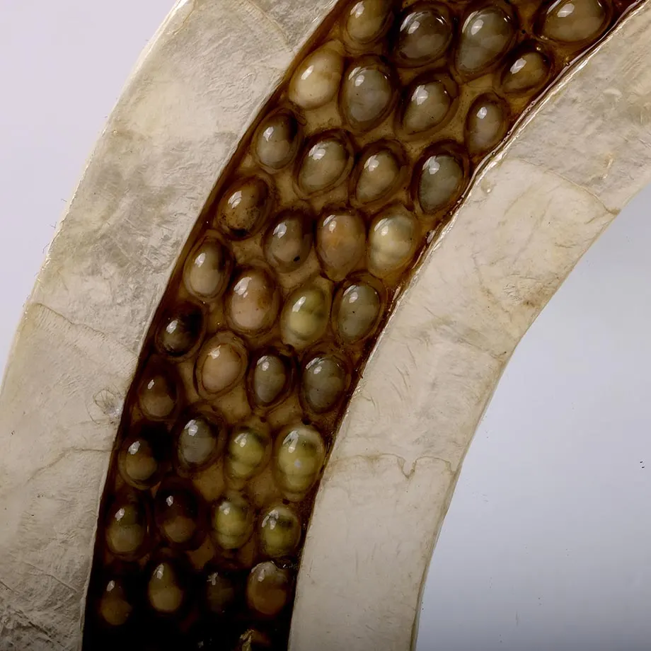 Round Natural Capiz Mirror Frame with Sigay Shells, image 5