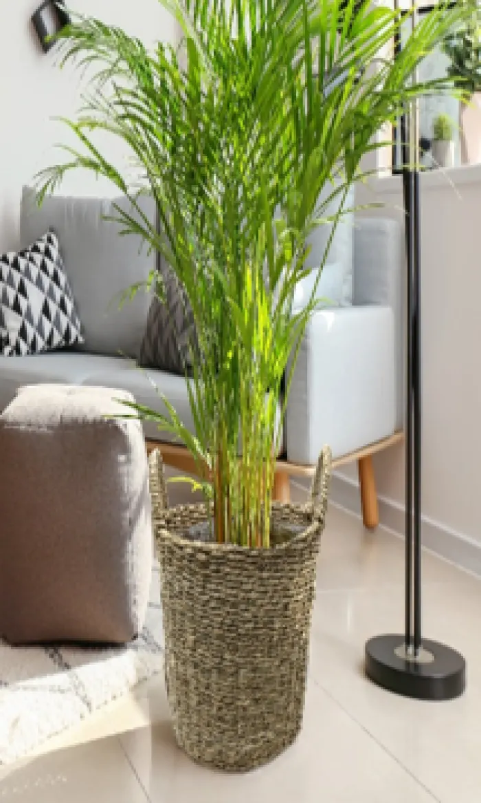 33 Point 3 Exports - Planter