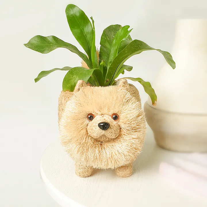 Chibi Pom, image 4