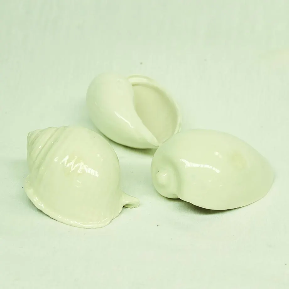 Seashells