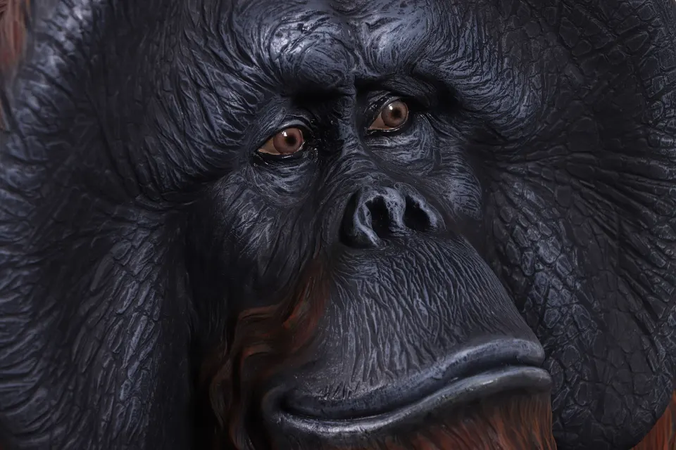 Sitting urangutan, image 3